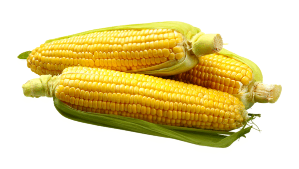 Jagung Manis